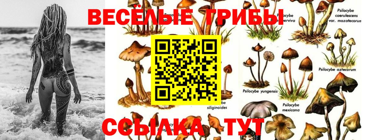 Корсаков  Галлюциногенные грибы прущие грибы  наркотики  Вход с VPN 